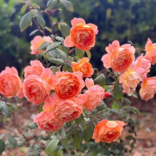 Lady Emma Hamilton Rose