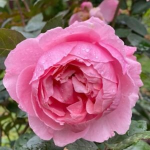 Lady Heirloom Rose