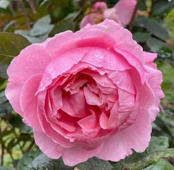 Lady Heirloom Rose