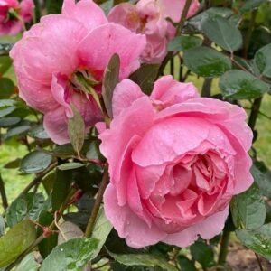 Lady Heirloom Rose