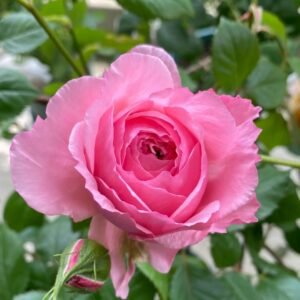 Lady Heirloom Rose