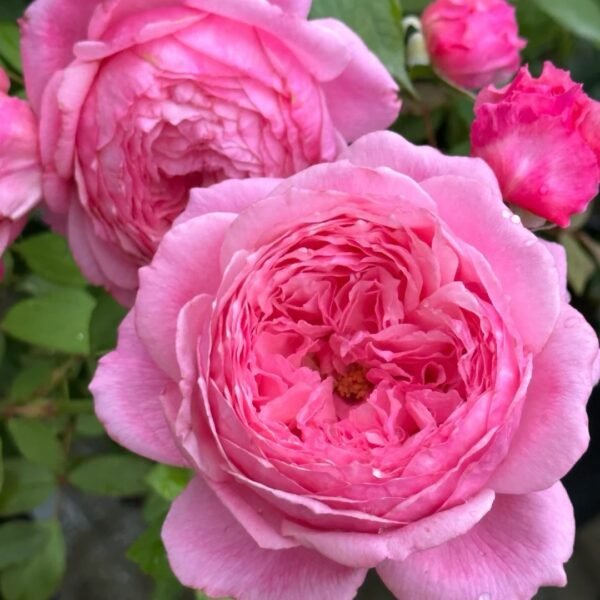 Lady Heirloom Rose