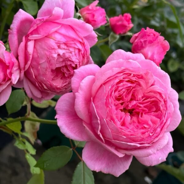 Lady Heirloom Rose