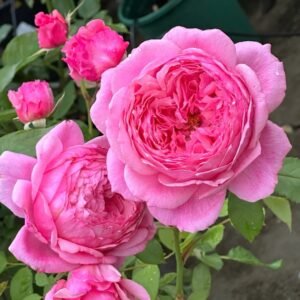 Lady Heirloom Rose