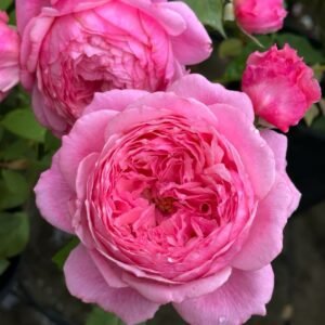 Lady Heirloom Rose
