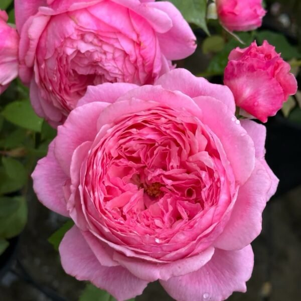 Lady Heirloom Rose7 Lady Heirloom Rose