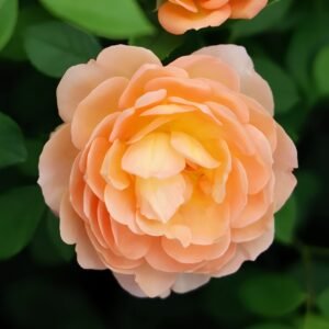 Lady Of Shalott Rose