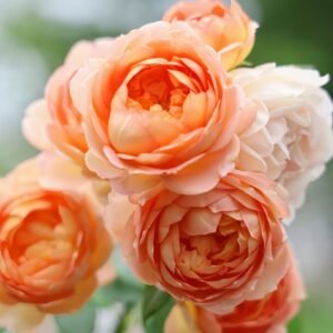 Lady Of Shalott Rose