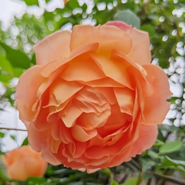 Lady Of Shalott Rose