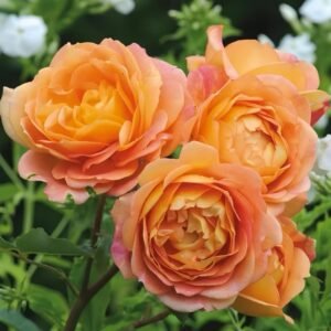 Lady Of Shalott Rose