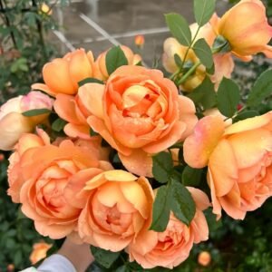 Lady Of Shalott Rose