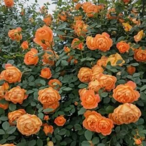 Lady Of Shalott Rose