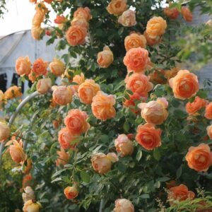 Lady Of Shalott Rose