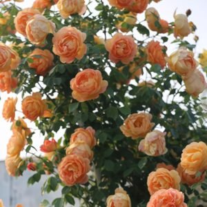 Lady Of Shalott Rose