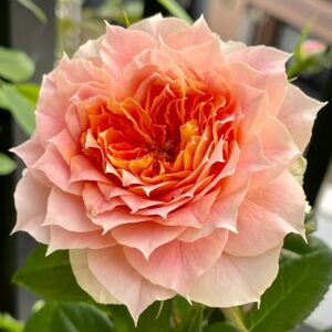 Lanterne Citrouille Rose