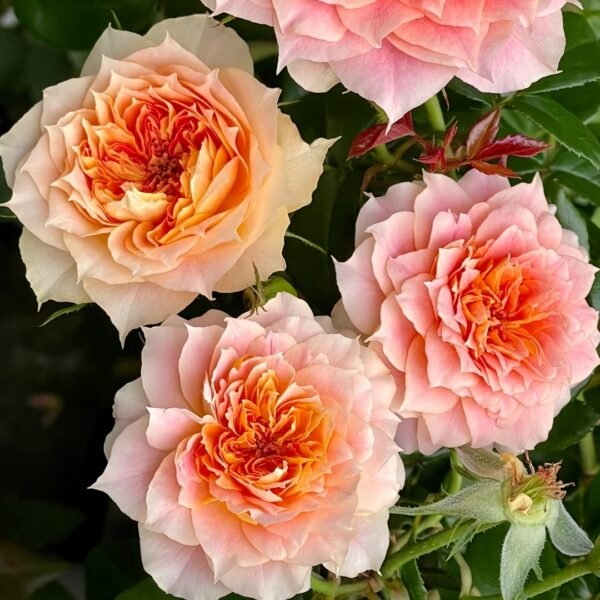 Lanterne Citrouille Rose
