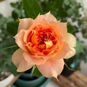 Lanterne Citrouille Rose