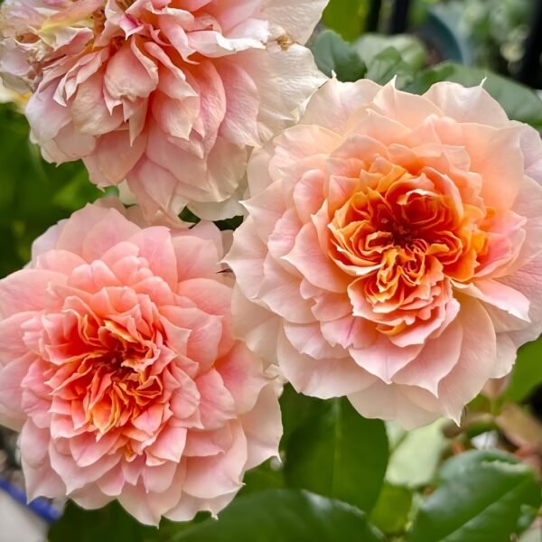 Lanterne Citrouille Rose