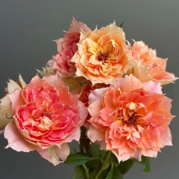 Lanterne Citrouille Rose