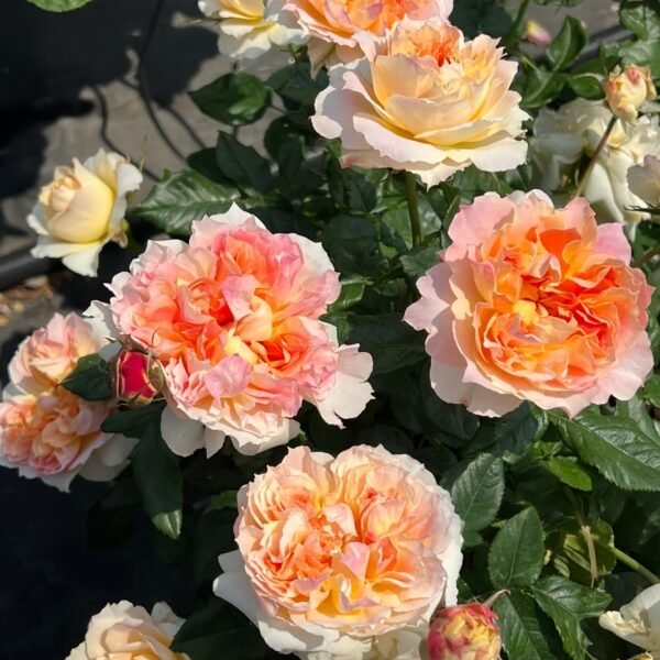 Lanterne Citrouille Rose
