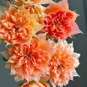 Lanterne Citrouille Rose