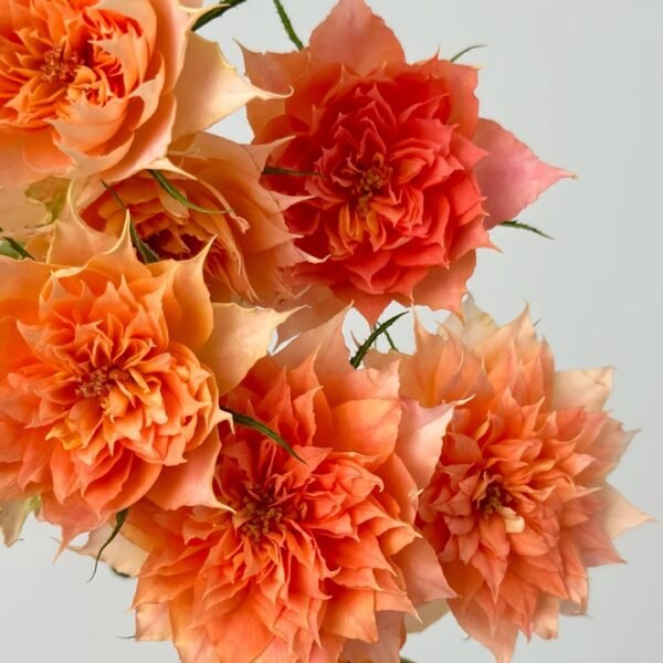 Lanterne Citrouille Rose