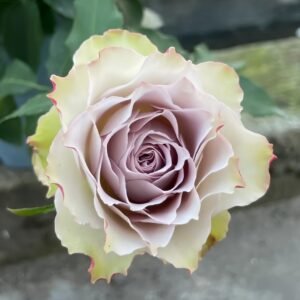 Lapis Veil Rose