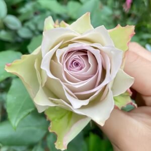 Lapis Veil Rose