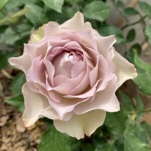 Lapis Veil Rose