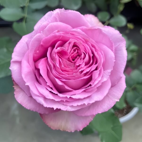 Lavender Lace Rose