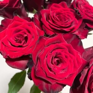 Legends Rose