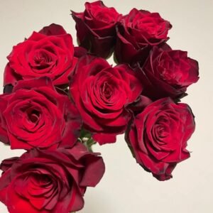Legends Rose
