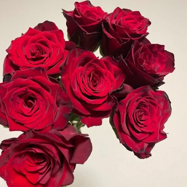 Legends Rose