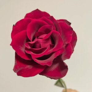 Legends Rose