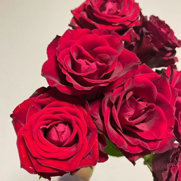 Legends Rose