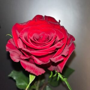 Legends Rose