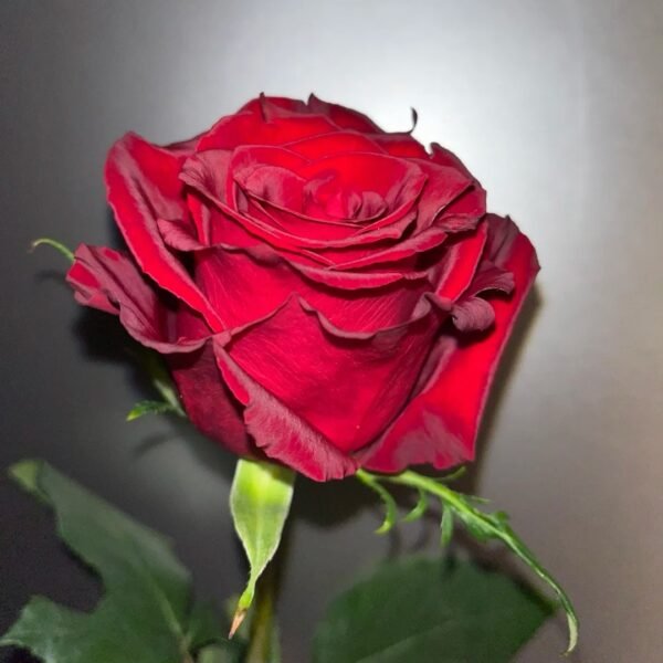 Legends Rose