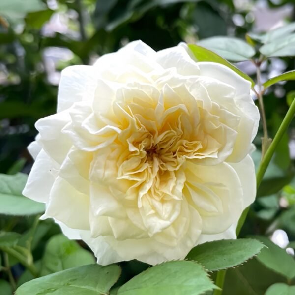 Leonora Rose