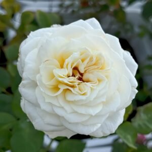 Leonora Rose