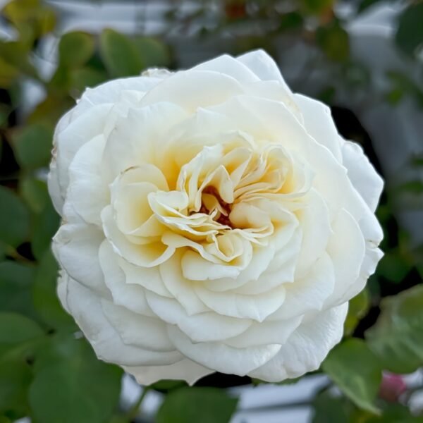 Leonora Rose