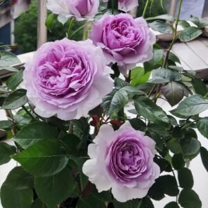 Lilas Rose