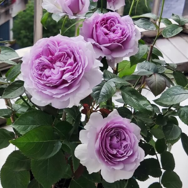 Lilas Rose