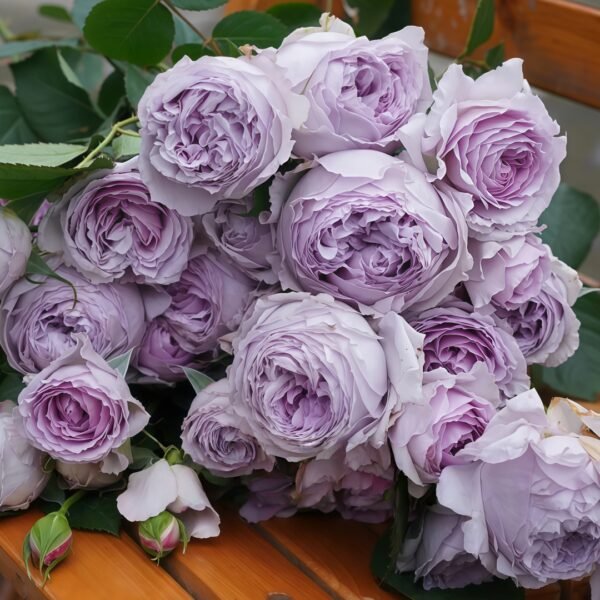 Lilas Rose