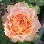 Living Coral Rose