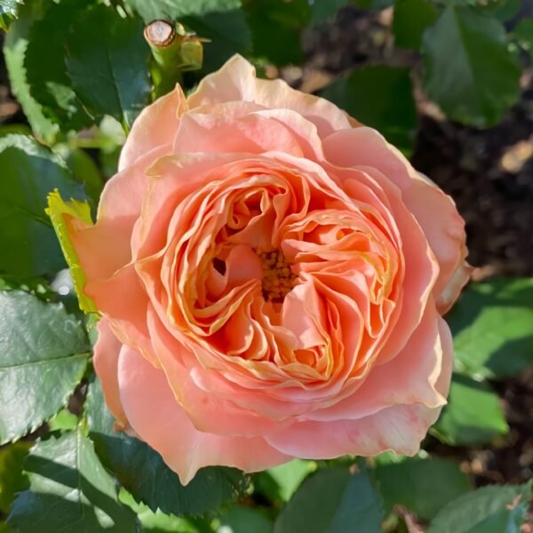 Living Coral Rose