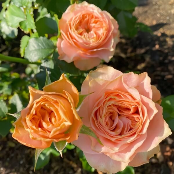 Living Coral Rose