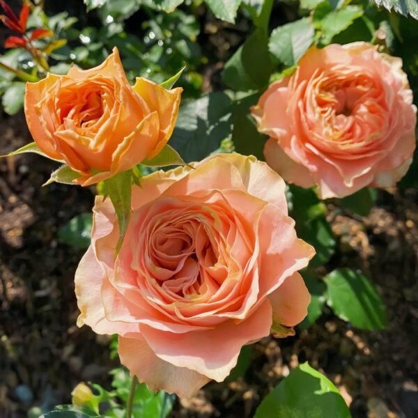 Living Coral Rose