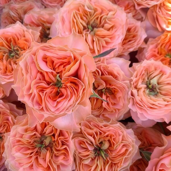 Living Coral Rose