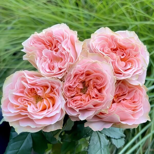 Living Coral Rose