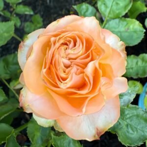Living Coral Rose